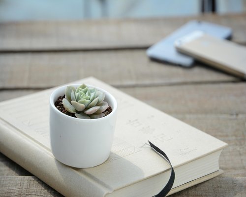 Minimalist wooden shelf showing plants and books under mild indoor lighting conditions